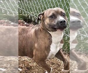 American Pit Bull Terrier-Unknown Mix Dogs for adoption in Texas City, TX, USA