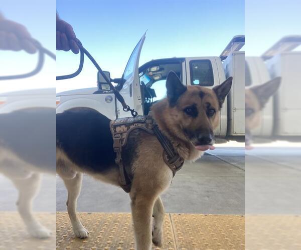 Medium Photo #1 German Shepherd Dog Puppy For Sale in Bakersfield, CA, USA