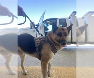 German Shepherd Dog Dogs for adoption in Bakersfield, CA, USA