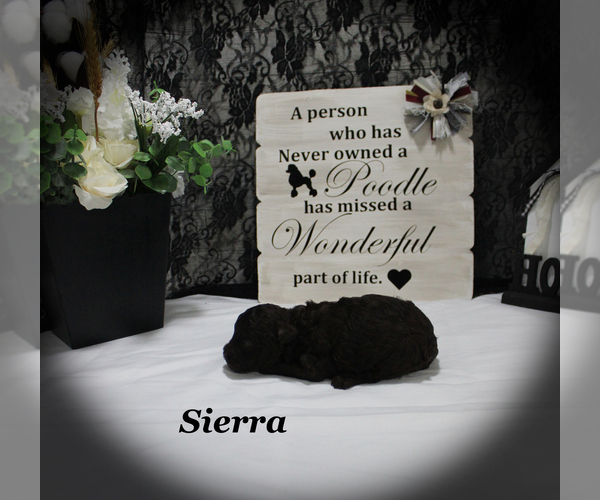 Medium Photo #3 Poodle (Toy) Puppy For Sale in CHANUTE, KS, USA