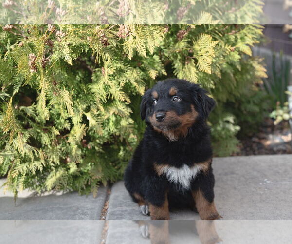 Medium Photo #8 Collie-Unknown Mix Puppy For Sale in Sandy, UT, USA