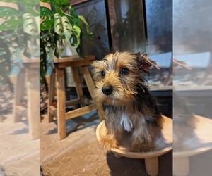 Yorkshire Terrier Puppy for sale in CUMBERLAND COLLEGE, KY, USA