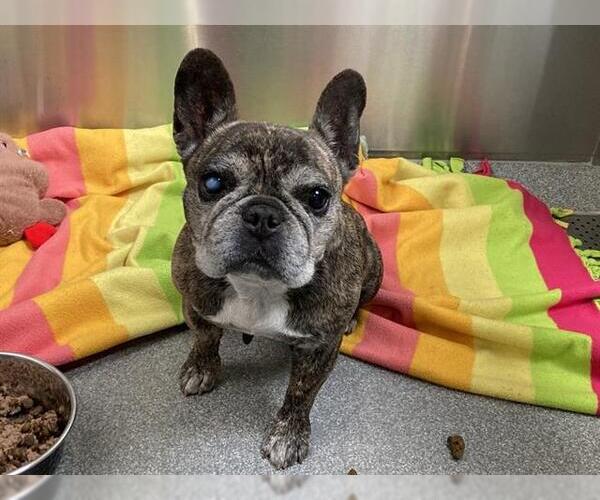 Medium Photo #1 French Bulldog Puppy For Sale in Orange, CA, USA