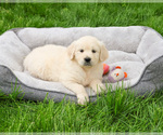 Small #9 English Cream Golden Retriever