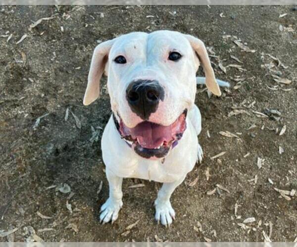 Medium Photo #2 American Pit Bull Terrier-Unknown Mix Puppy For Sale in Martinez, CA, USA