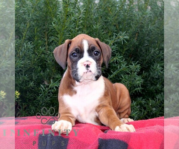 Medium Photo #3 Boxer Puppy For Sale in QUARRYVILLE, PA, USA