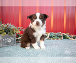 Small #1 Miniature Australian Shepherd