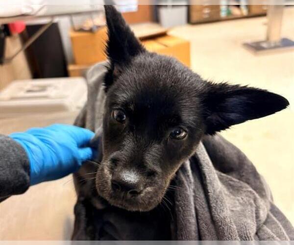 Medium Photo #1 Labrador Retriever-Unknown Mix Puppy For Sale in Conroe, TX, USA