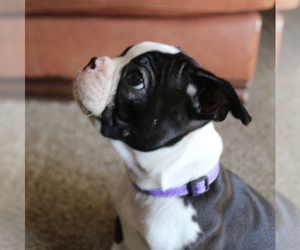 Boston Terrier Puppy for sale in BROOKSVILLE, FL, USA