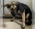 Small German Shepherd Dog