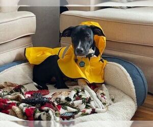 Lab-Pointer Dogs for adoption in Brewster, NY, USA