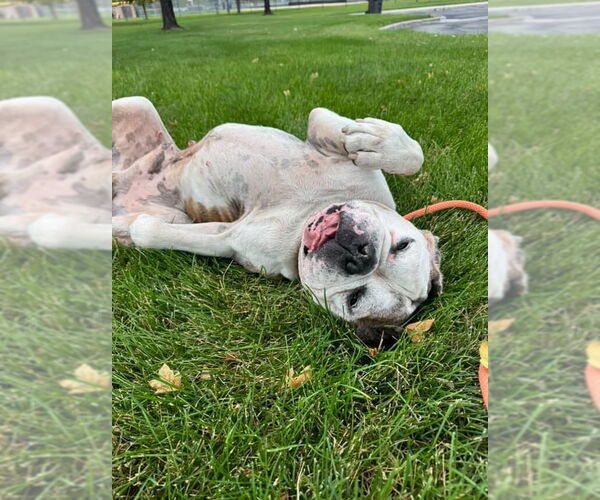 Medium Photo #3 Bulloxer Puppy For Sale in Salt Lake City, UT, USA