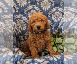 Goldendoodle (Miniature) Puppy for Sale in OXFORD, Pennsylvania USA