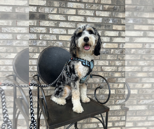 Medium Photo #1 Bernedoodle (Miniature) (+ Poodle Miniature) Puppy For Sale in TRAVELERS REST, SC, USA
