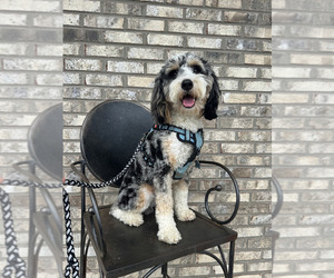 Father of the Bernedoodle (Miniature) (+ Poodle Miniature) puppies born on 09/07/2026