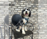 Small Photo #1 Bernedoodle (Miniature) (+ Poodle Miniature) Puppy For Sale in TRAVELERS REST, SC, USA