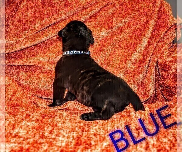 Medium Photo #2 Presa Canario Puppy For Sale in PHILADELPHIA, PA, USA