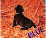 Small #1 Presa Canario