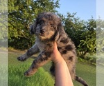 Small #4 Aussiedoodle
