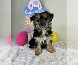 YorkiePoo Puppy for sale in GREENFIELD, IN, USA