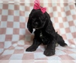Small #6 Cocker Spaniel