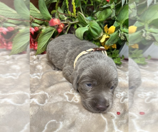 Medium Photo #4 Labrador Retriever Puppy For Sale in NEOLA, WV, USA