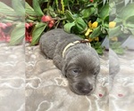Small #3 Labrador Retriever
