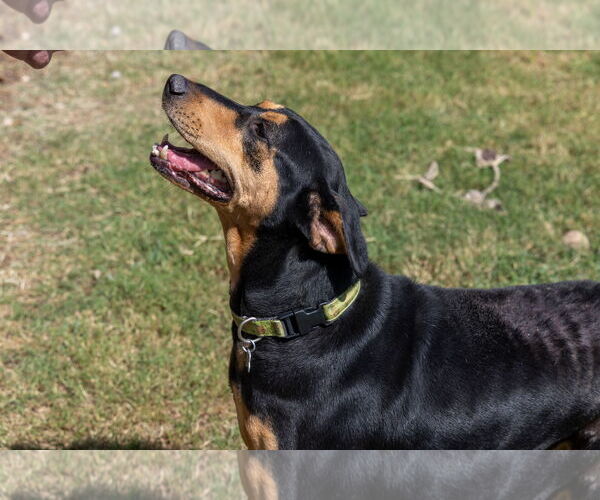 Medium Photo #10 Doberman Pinscher-Pointer Mix Puppy For Sale in Houston, TX, USA
