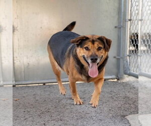 Pickles - Female Shepradors Dog for Adoption - Photo #2