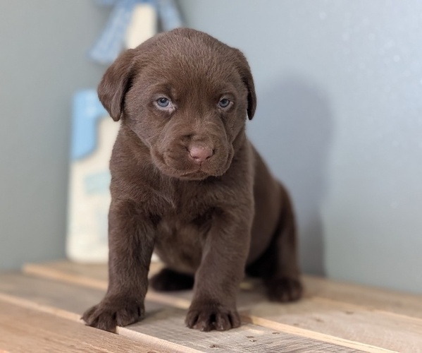 Medium Photo #54 Labrador Retriever Puppy For Sale in GOSHEN, IN, USA