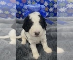 Puppy Rocky blue Bernedoodle