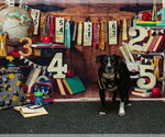 Small #1 American Pit Bull Terrier Mix