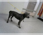 Small American Pit Bull Terrier Mix