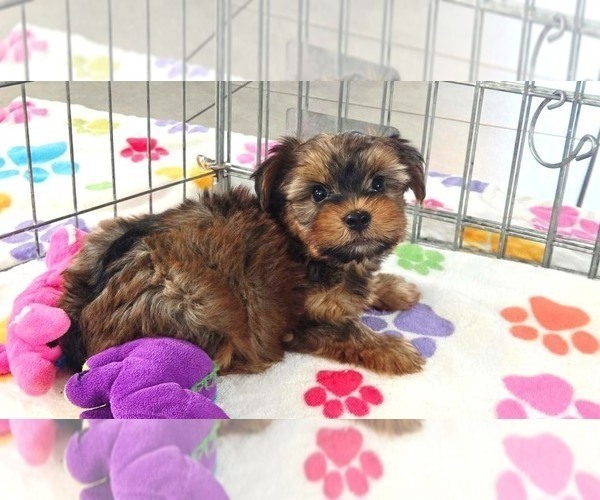 Medium Photo #6 Yorkshire Terrier Puppy For Sale in ORO VALLEY, AZ, USA