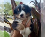 Small Photo #10 Australian Shepherd Puppy For Sale in GIBSONTON, FL, USA