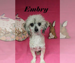 Small #18 Poodle (Miniature)