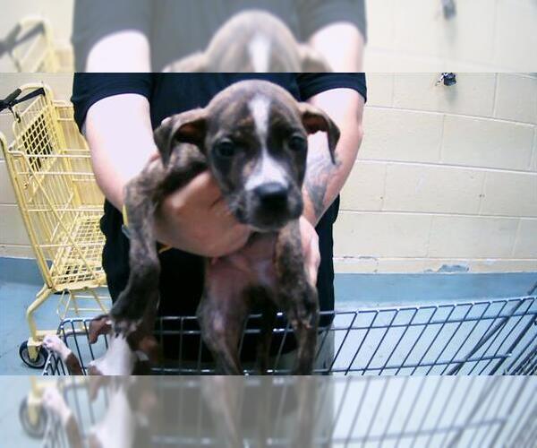 Medium Photo #1 American Pit Bull Terrier Puppy For Sale in Tulsa, OK, USA