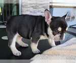 Puppy 5 French Bulldog