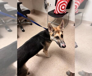 German Shepherd Dog Dogs for adoption in Bakersfield, CA, USA
