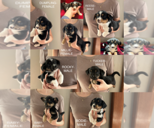 Dorgi Puppy for sale in LIBERTY TWP, OH, USA
