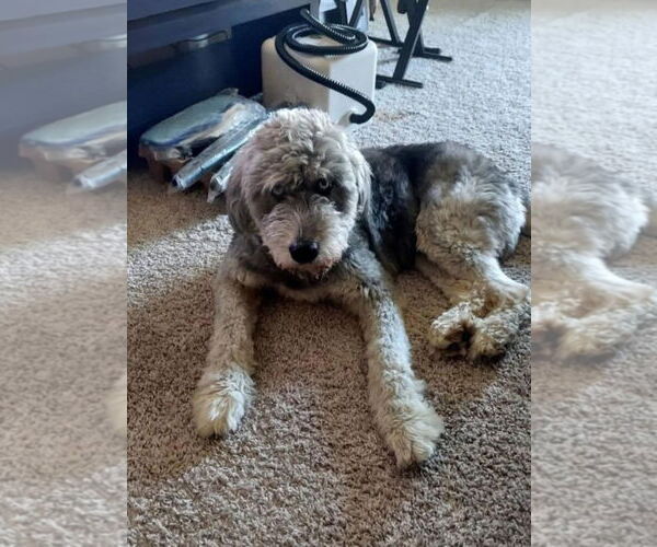 Medium Photo #6 Miniature Labradoodle Puppy For Sale in Oakhurst, NJ, USA