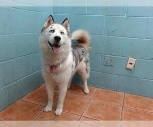 Siberian Husky Dogs for adoption in Downey, CA, USA