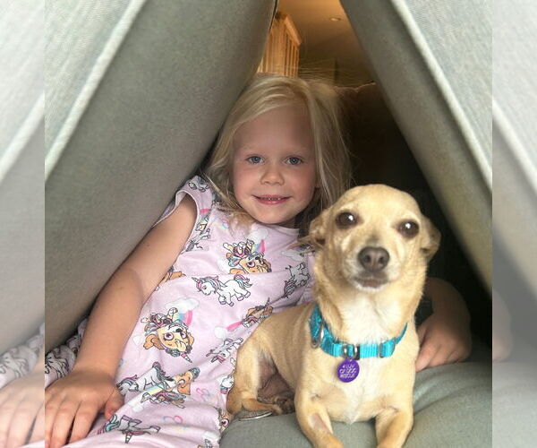 Medium Photo #9 Chihuahua-Unknown Mix Puppy For Sale in Fargo, ND, USA