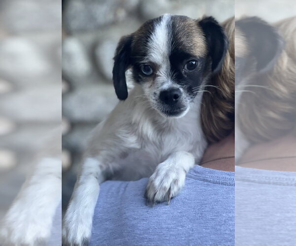 Medium Photo #2 Pug-Unknown Mix Puppy For Sale in Dana Point, CA, USA