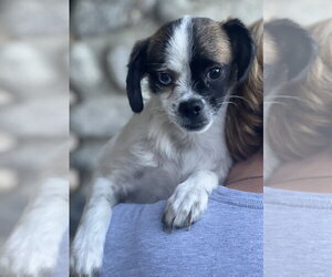 Buster - Male Pug-Unknown Mix Dog for Adoption - Photo #2
