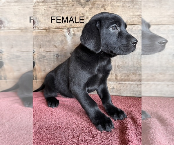Medium Photo #3 Labrador Retriever Puppy For Sale in VERMONTVILLE, MI, USA