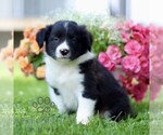 Small #3 Border Collie