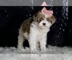 Small #6 Morkie