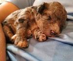 Small #33 Bernedoodle (Miniature)