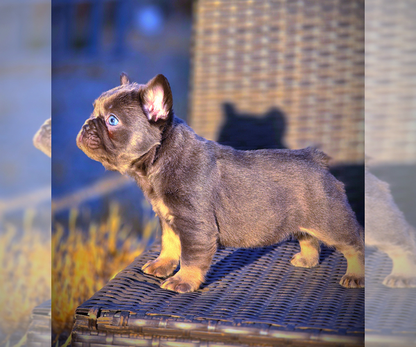 Medium Photo #17 French Bulldog Puppy For Sale in LOS ANGELES, CA, USA